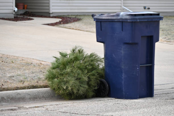 Karácsonyfák elszállítása